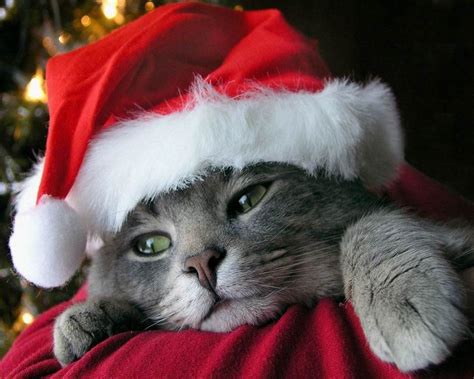 cat, Animals, Feline, Christmas Wallpapers HD / Desktop and Mobile ...