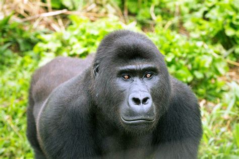 Orphan Grauer's Gorilla Ntabwoba Succumbs to Encephalitis at GRACE Sanctuary - Gorilla Doctors ...