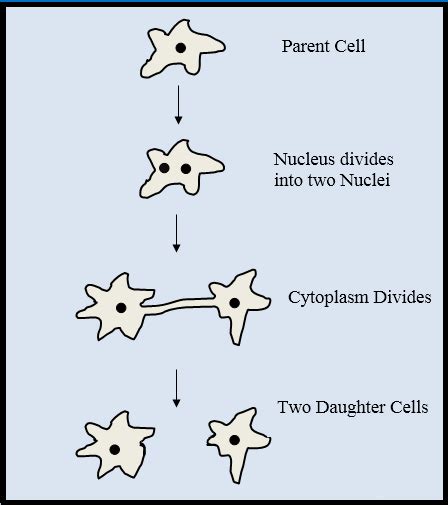 Explain asexual reproduction in Amoeba with diagram