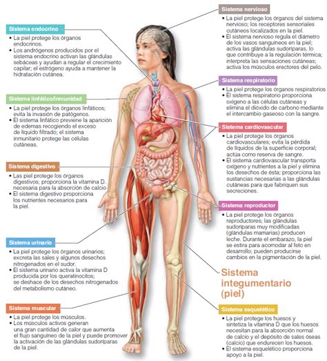 ¿Qué es el sistema tegumentario humano? Estructuras y funciones | Ondas y Partículas | Sistema ...