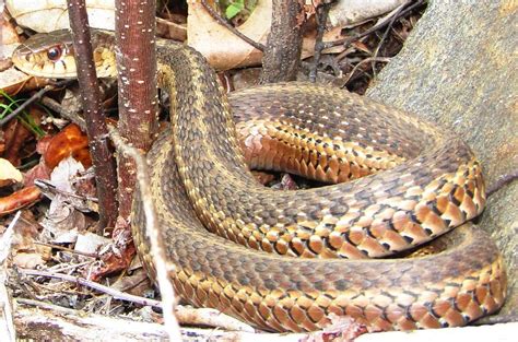 Brown Garter Snake Photograph by Joshua Bales - Fine Art America