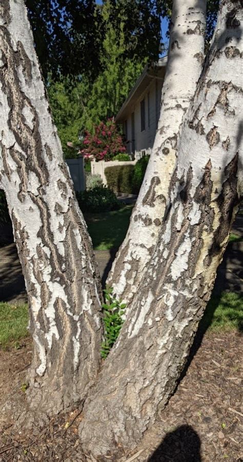 Birch tree allergy (Betula) - a complete guide w/ photos. » Allerma™