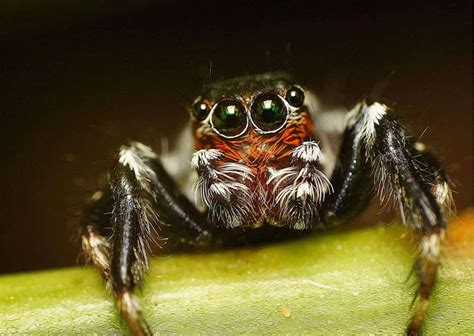 Spider Behavior - AnimalBehaviorCorner