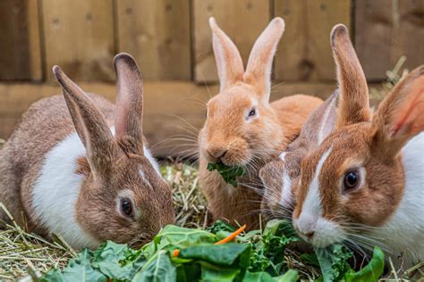 What Do Rabbits Eat | Rabbit Foods & Diets | Rabbit Feed Guide | Burgess Pet Care