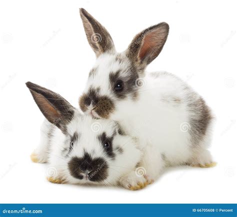 Two white rabbits stock photo. Image of bunny, object - 66705608