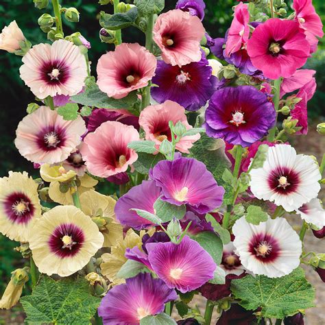 Alcea Rosea Halo Hollyhock Garden Flower Plant Seed Mix