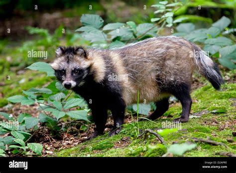 Raccoon dog (Nyctereutes procyonoides) invasive species in Germany, indigenous to East Asia ...