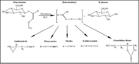 Hydrolysis of glucosinolates by the enzyme myrosinase and their... | Download Scientific Diagram