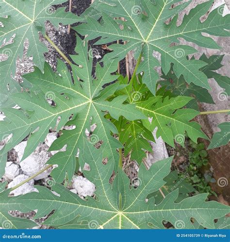 Papaya leaves pattren stock image. Image of papaya, leaves - 254105739