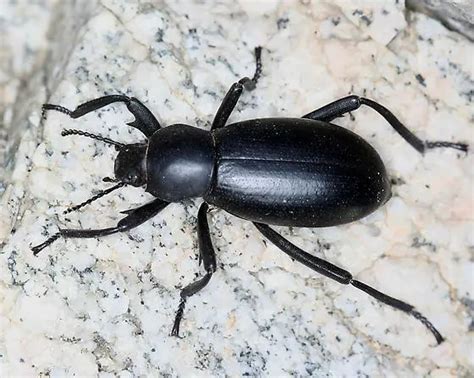 The Pinacate Beetle | Wetlands Park Friends