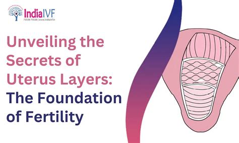 Understanding Uterus Layers | India IVF Fertility