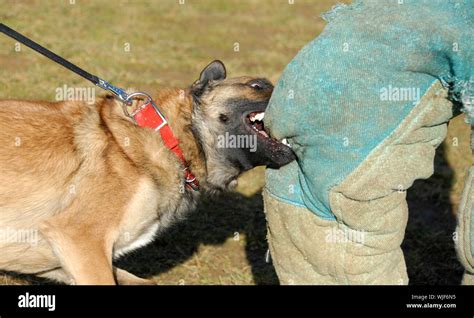 Belgian Malinois Bite