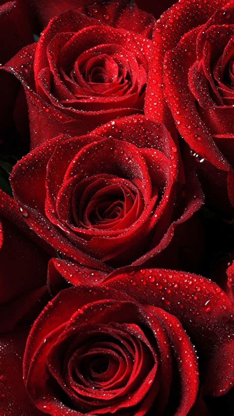 Red Rose Wallpaper (68+ pictures) - WallpaperSet