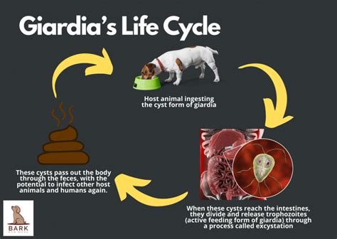 Giardia In Dogs: What It Is And How Is It Treated | Bark For More