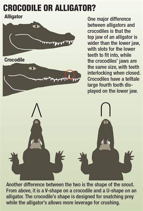 Saltwater Crocs: Largest Reptiles on Earth - The Blade