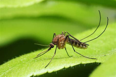 Five fast facts about those pesky mosquitoes | Forest Preserve District ...