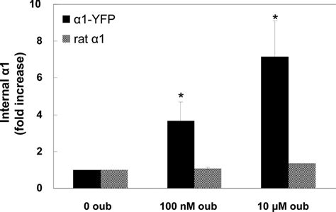 1 internalization in rat 1-transfected cells. Internalization was ...