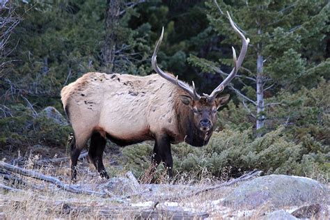 Colorado Bull Elk Photograph by Shane Bechler - Fine Art America