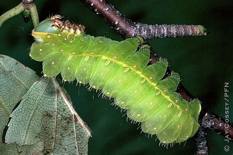 Luna moth (Actias luna) caterpillar PFN | Luna moth, Caterpillar insect ...