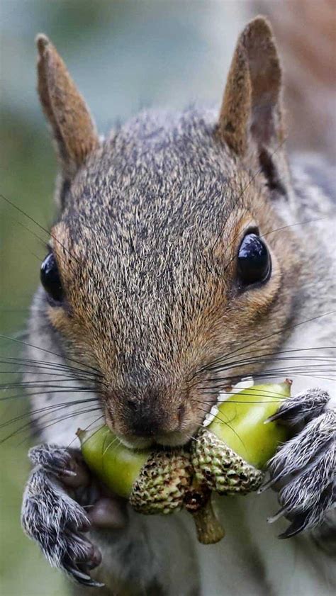 Five Animals Who Eat Acorns