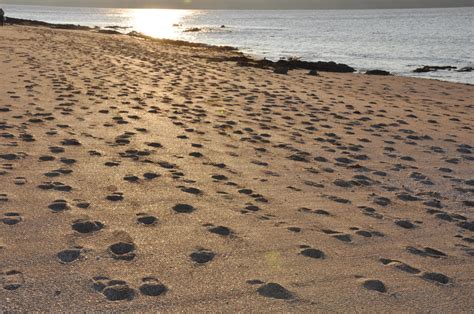 footsteps in the sand by Nemelyn on DeviantArt