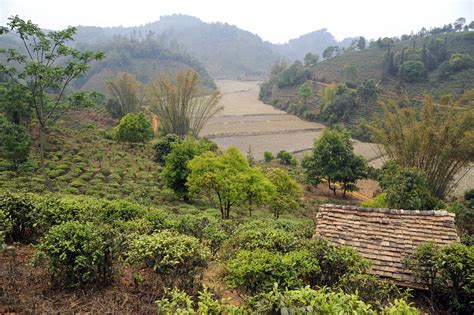 Tea Plantation (2) | Xishuangbanna | Pictures | China in Global-Geography