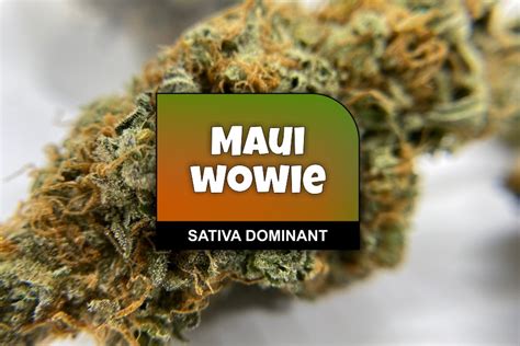 Maui Wowie Strain Review with Ratings - The Chronic Beaver