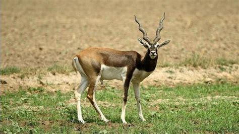 Blackbuck conservation breeding facility mooted at Abohar wildlife sanctuary - Hindustan Times