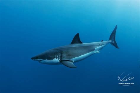 Great White Shark side view | Great white shark, Shark, White sharks