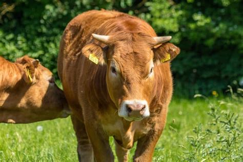 23 Brown Cow Breeds (A to Z List and Pictures) – Fauna Facts