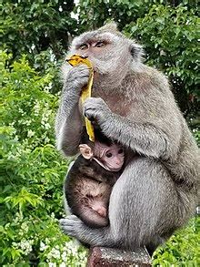 Crab-eating macaque - Wikipedia