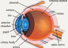 Anatomy- Cow Eyeball Diagram | Quizlet