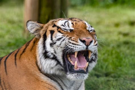 1,900+ Bengal Tiger Roar Stock Photos, Pictures & Royalty-Free Images ...