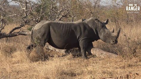 Rare White Rhinoceros At A Scratching Post (Introduced By BraaiBoyTV) - YouTube