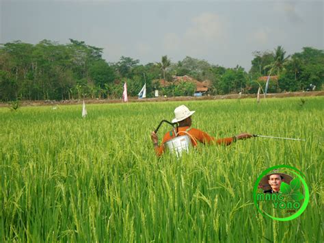 Pestisida untuk penyemprotan tanaman padi