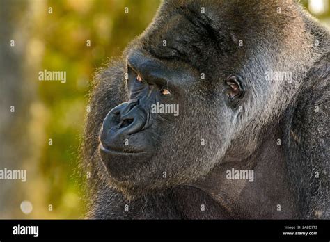 Close up gorilla hi-res stock photography and images - Alamy