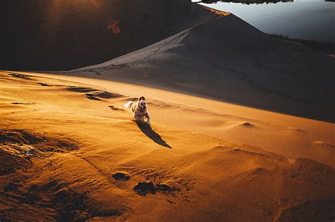 Dog, nature, animals, desert, sand, HD wallpaper | Wallpaperbetter