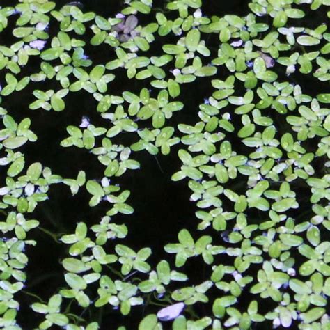 Lemna minor: Aquatic plants: Featured plants: Biology Building Greenhouse: Indiana University ...