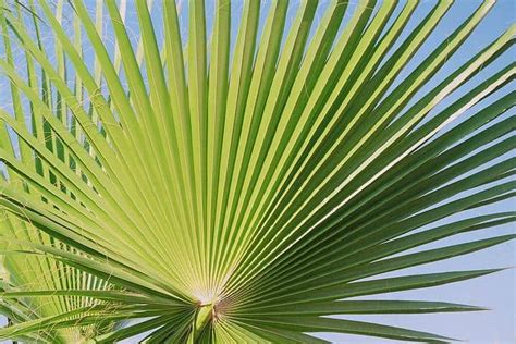 Fan Palm Plant Care Guide - a Friendly Gardener