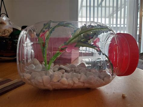 Just made a DIY terrarium for my jumping spider. Sadly it's scared of me. Any tips? | Jumping ...