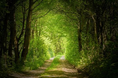 From darkness to light forest road path Forest Path, Forest Road, Magic Forest, Deep Forest ...