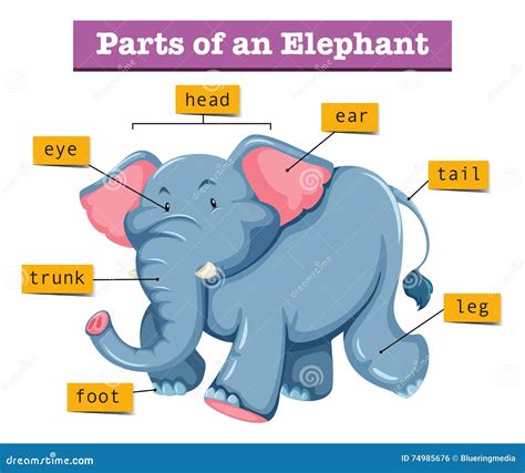 Diagram Showing Parts of Elephant Stock Vector - Illustration of anatomy, science: 74985676