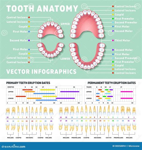 Anatomy Of The Tooth Diagram