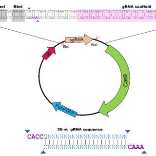 Plasmidial system to express CRISPR/Cas9 system. (A) CRISPR/Cas9 ...