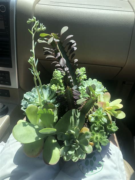 $20 at Home Depot : r/succulents