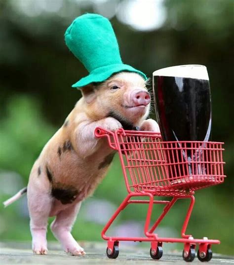 Guinness anyone | Funny pigs, Cute pigs, Micro pigs