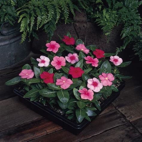 Catharanthus roseus Flower seeds | Etsy