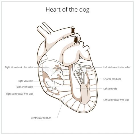 Dog Heart Anatomy Stock Illustrations – 233 Dog Heart Anatomy Stock ...