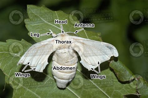 Bombyx mori. Silkworm. Adult butterfly. Female - Develpment of Bombyx mori (Silkworm ...