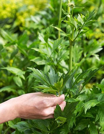 Plant of The Week: Lovage - The Lost Herbs